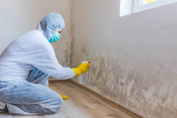 Licensed Black Mold Remediation service in Bridgewater, VA - 24 Hour Mold Removal