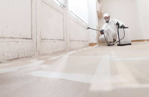 24/7 Emergency Black Mold Remediation experts in Bridgewater, VA