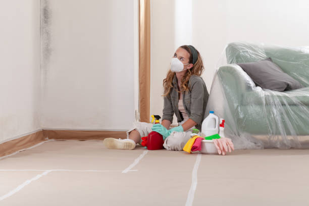 Reliable Black Mold Remediation contractor in Bridgewater, VA by 24 Hour Mold Removal