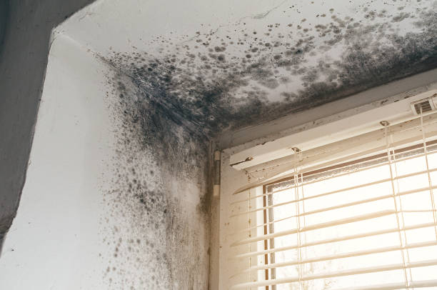 Affordable Black Mold Remediation solutions in Bridgewater, VA