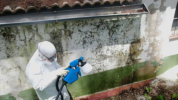 Top rated local Black Mold Remediation specialists in Bridgewater, VA